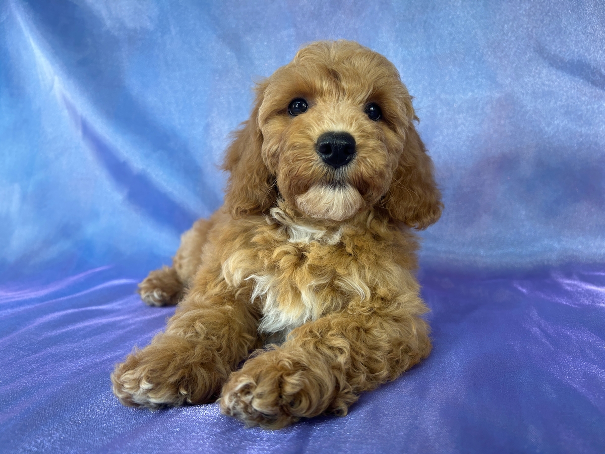 Female Bichon Poodle Puppy for Sale DOB 6-22-2026 $950
